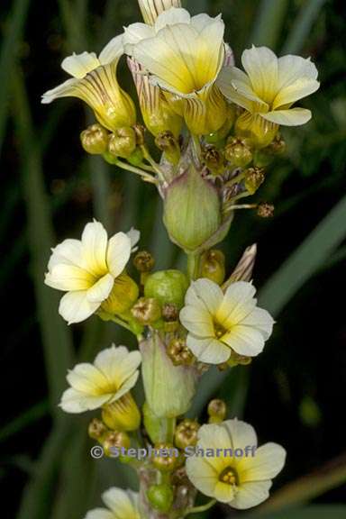 sisyrinchium striatum 2 graphic